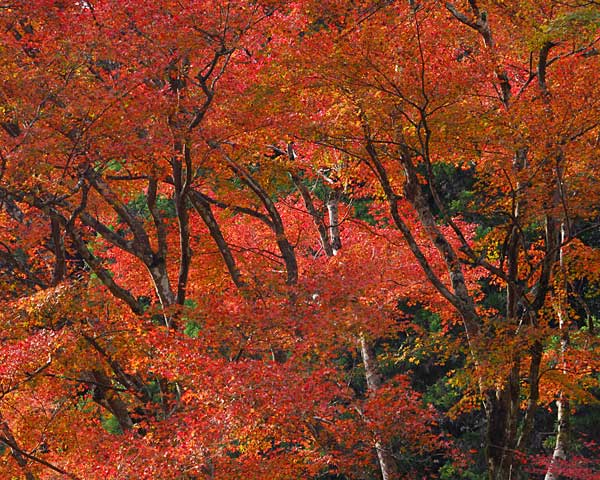 e0035757_19292937.jpg