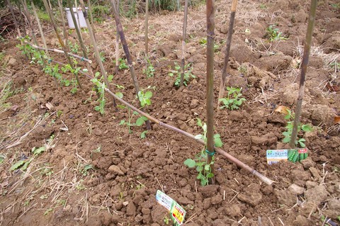 故郷で調達したタマネギの苗、約１２０本を植えた：11・28_c0014967_314333.jpg