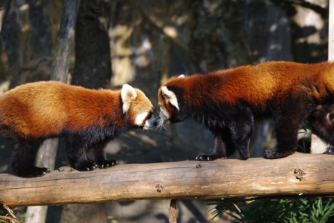 野毛山動物園 ～ レッサーパンダ編_e0045768_22182330.jpg