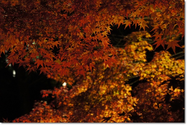 2011京の紅葉　　圓徳院・清水寺ライトアップ_e0177271_9372364.jpg