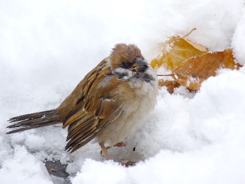 雪景色になった道庁前庭 と スズメの幼鳥_d0084473_20181259.jpg