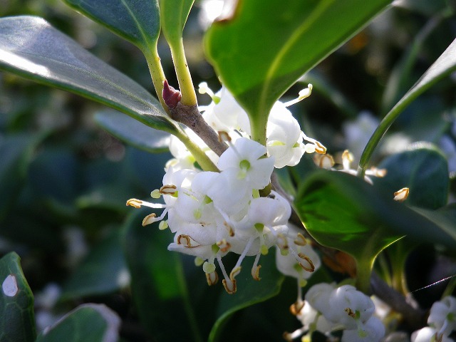 丸葉柊 マルバヒイラギ の花 自然風の自然風だより