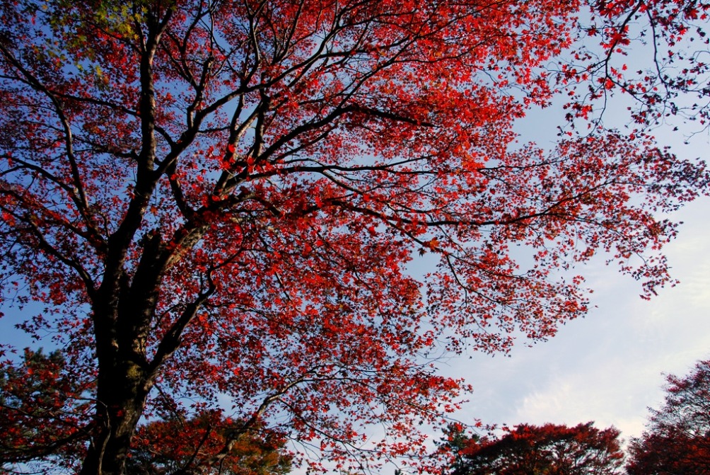 箱根の秋彩･･･『晩秋の輝き』_d0241981_2316981.jpg