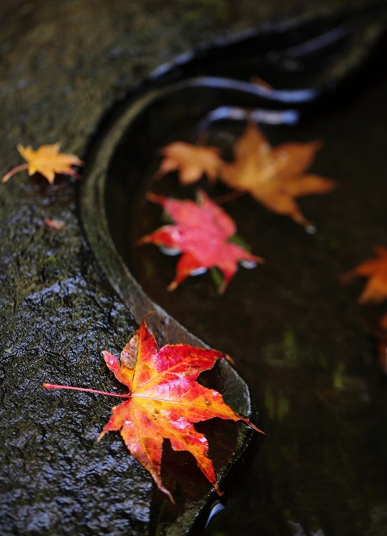 紅葉２０１１　永源寺_e0244181_2154216.jpg