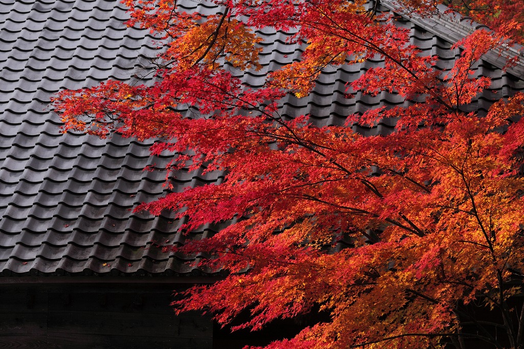 紅葉２０１１　永源寺_e0244181_2155095.jpg