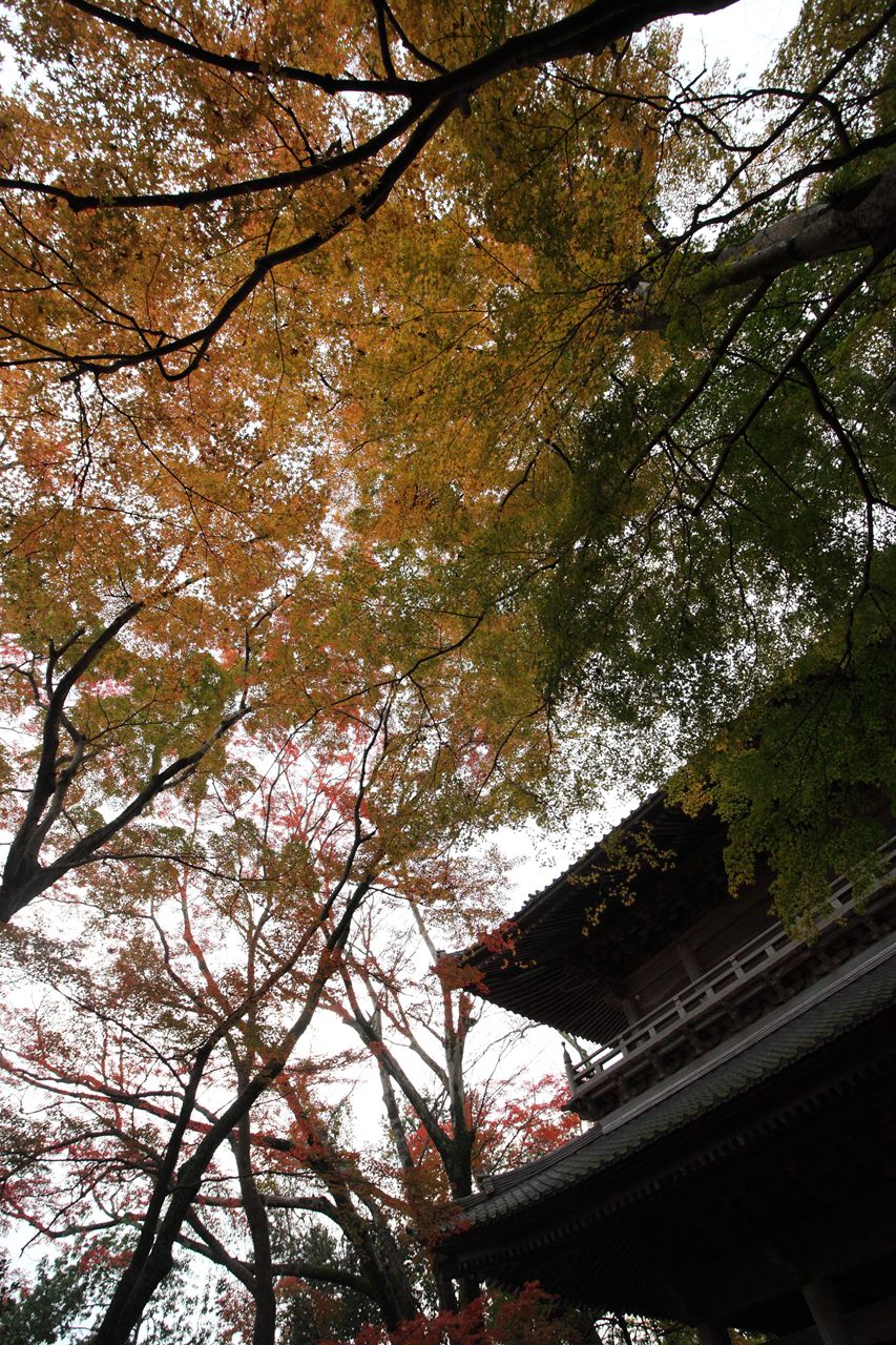 ２０１１永源寺紅葉８_f0034583_2382729.jpg