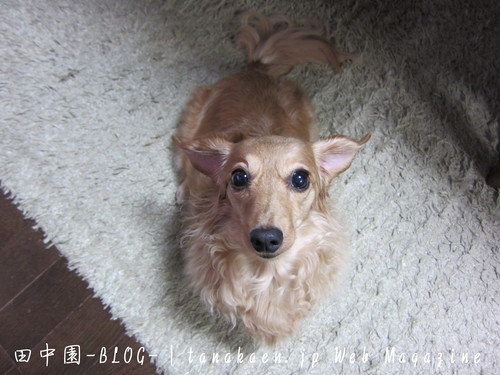 毒になる親 一生苦しむ子供 _b0200291_21365945.jpg