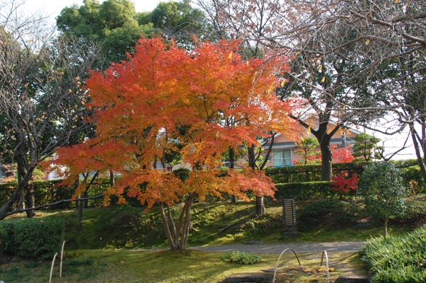 越谷 花田苑の紅葉 日々徒然に