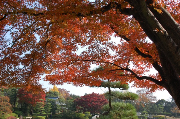 越谷 花田苑の紅葉 日々徒然に