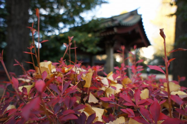 autumn leaves（東京編）_b0190603_0274766.jpg