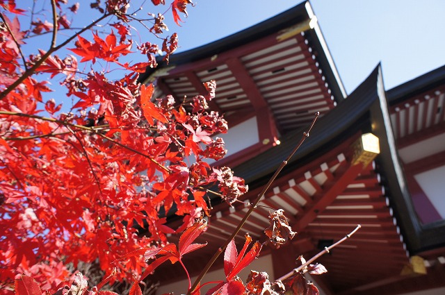 autumn leaves（東京編）_b0190603_0394868.jpg