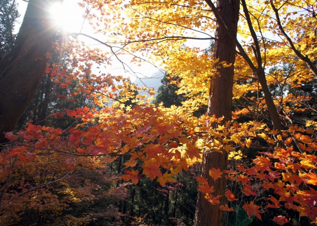 autumn leaves（東京編）_b0190603_1103133.jpg