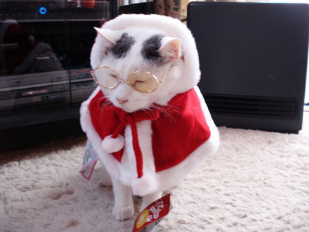 ねこ展プレビュー ぬいぐるみ編 : 夢の猫ふうせん