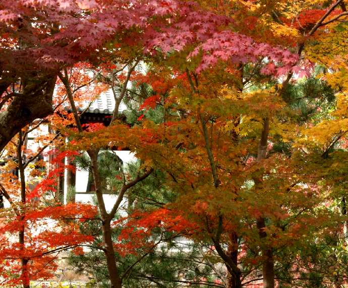 　京都・紅葉探訪　高台寺　　１２．１_d0140806_18253091.jpg