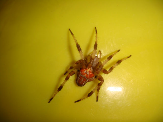ずいぶん変わったクモ 昆虫ブログ むし探検広場 ずいぶん変わったクモ 昆虫ブログ むし探検広場