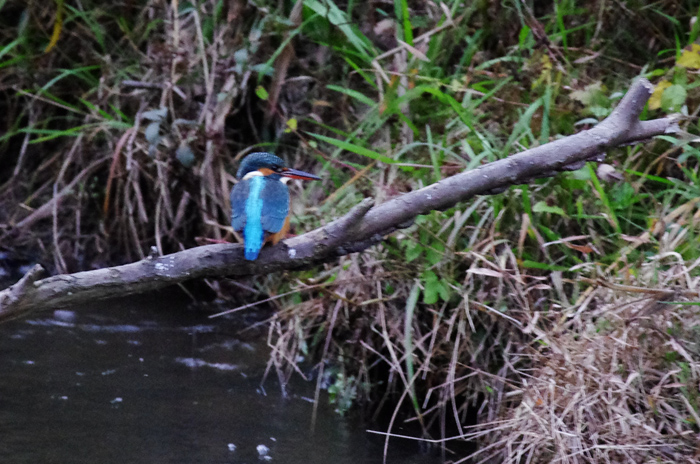 翡翠の公園で ２_b0151409_22465937.jpg