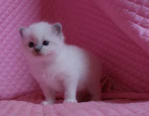 ラグドール 子猫ちゃん_e0033609_1246474.jpg