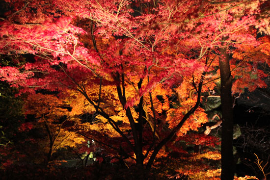 清水寺 ライトアップ_e0048413_23464675.jpg