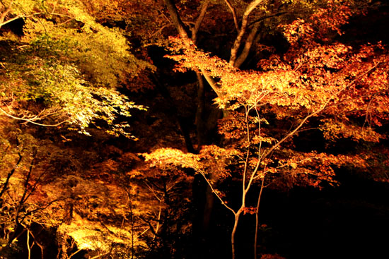 清水寺 ライトアップ_e0048413_23472676.jpg