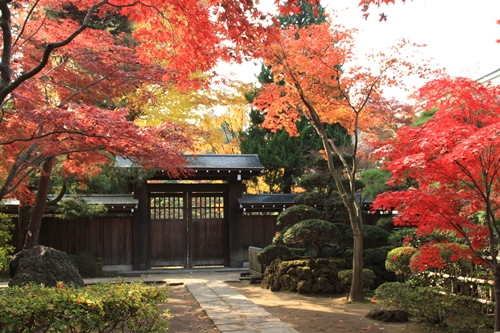 紅葉たけなわ、平林寺_a0075819_2329014.jpg