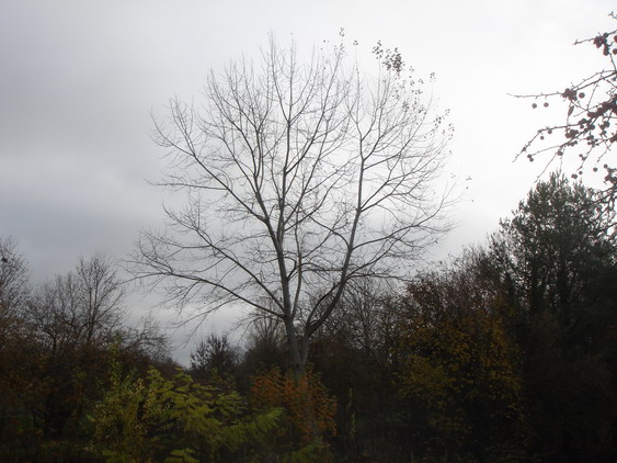 c0124619_6364062.jpg