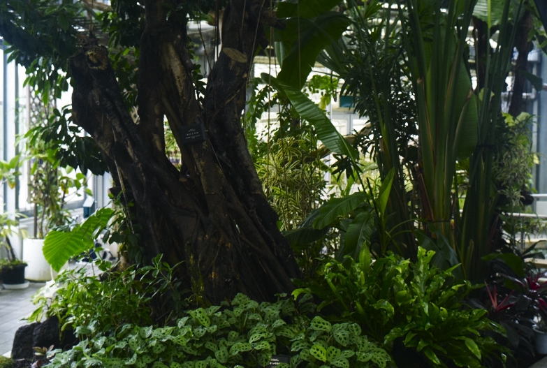 どこにいっても必ず植物園_b0212922_13381323.jpg