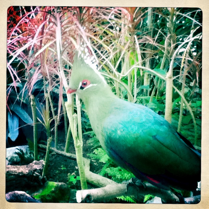 どこにいっても必ず植物園_b0212922_13453366.jpg