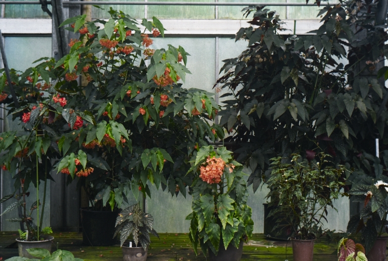どこにいっても必ず植物園_b0212922_13485881.jpg