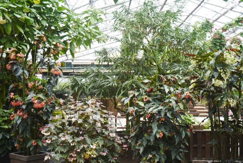 どこにいっても必ず植物園_b0212922_13495569.jpg