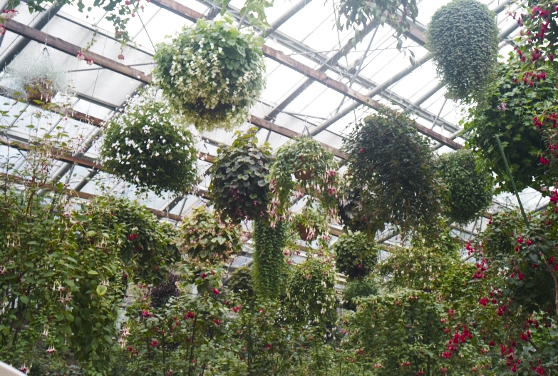 どこにいっても必ず植物園_b0212922_1350751.jpg
