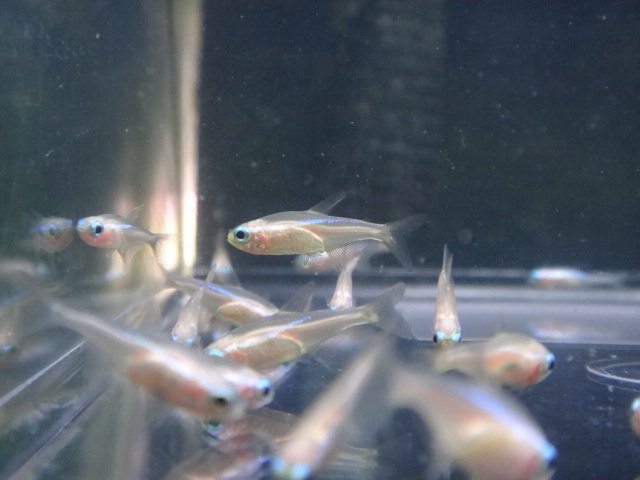 熱帯魚・水草・侘び草・金魚_f0189122_12575189.jpg
