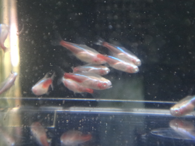 熱帯魚・水草・侘び草・金魚_f0189122_12585564.jpg