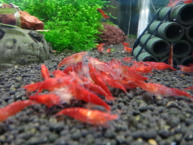 熱帯魚・水草・侘び草・金魚_f0189122_13152839.jpg