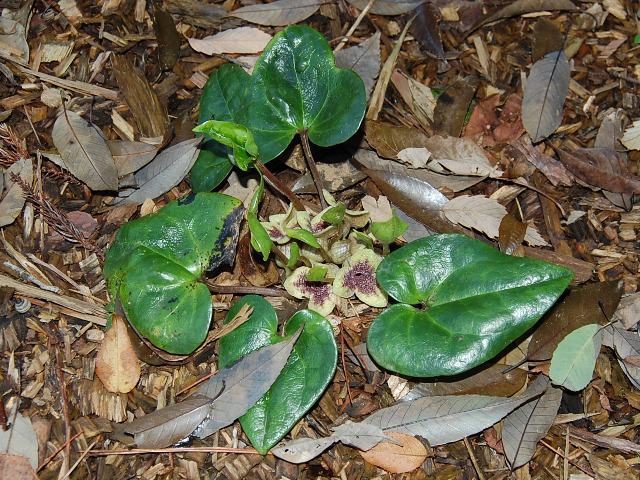 八重山寒葵（ヤエヤマカンアオイ） : 花の仲間調べ