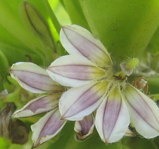 ナウパカの花とマナカードとフラワーエッセンス_f0036028_2264264.jpg