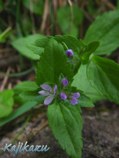 a0166940_04498.jpg