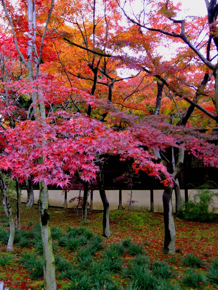 紅葉に染まる本土寺_d0166643_19123791.jpg