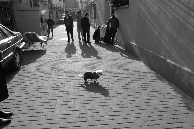 記憶の欠片　散歩する犬_c0181552_19135416.jpg