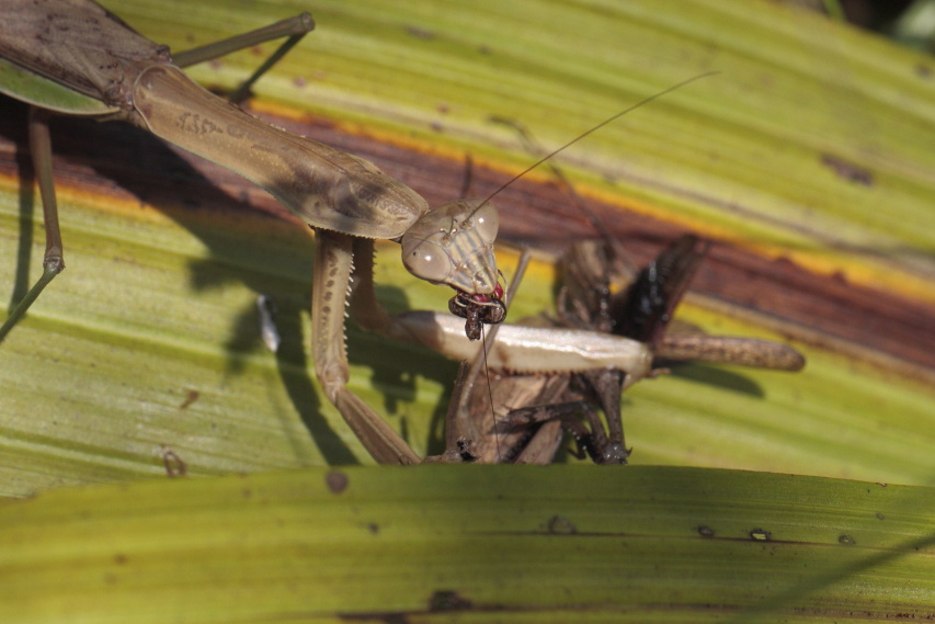 オオカマキリ vs コカマキリ_a0132656_23291015.jpg