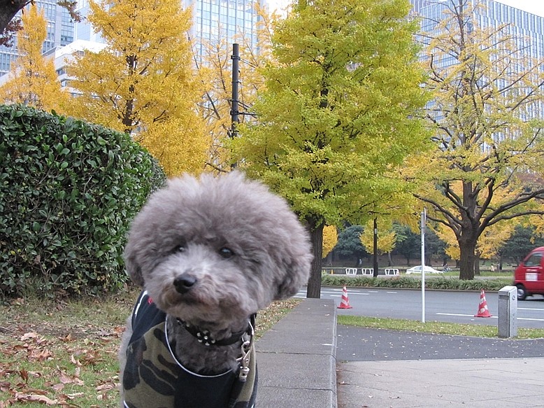 東京の紅葉_e0129656_2345333.jpg