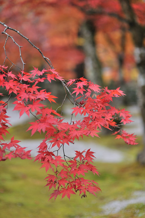 永源寺の紅葉_e0170058_19105247.jpg