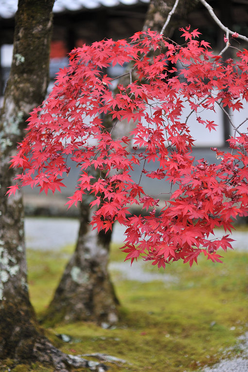 永源寺の紅葉_e0170058_1911554.jpg