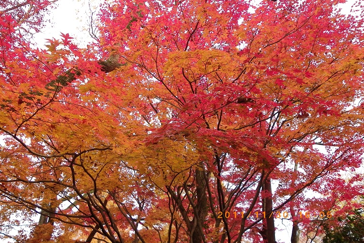 紅葉真っ盛りの大宰府周辺の散歩道_f0016066_855192.jpg