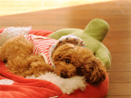 c0196673_103850100.gif