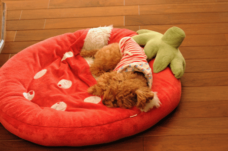 c0196673_10391346.gif