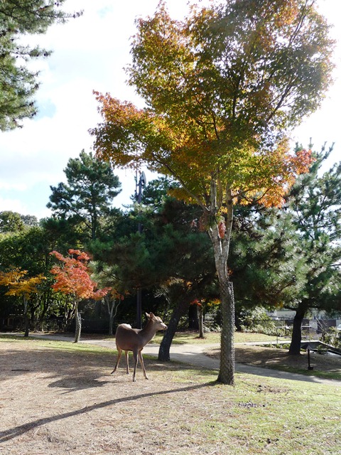 奈良公園の紅葉　鹿とナンキンハゼ_d0042474_23302924.jpg