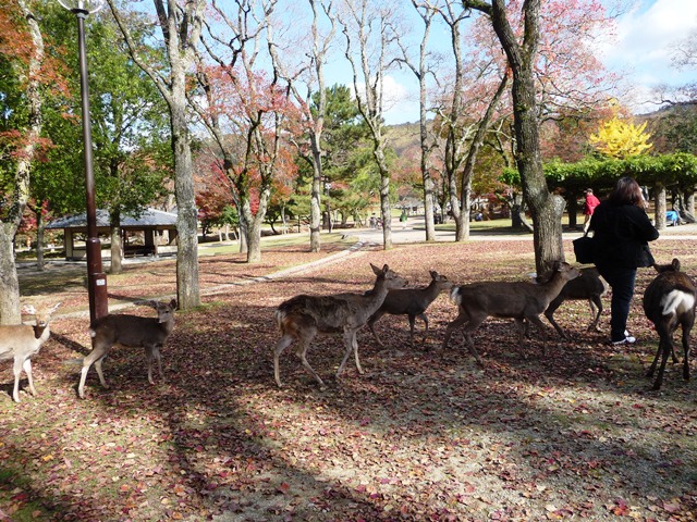 奈良公園の紅葉　鹿とナンキンハゼ_d0042474_23313050.jpg