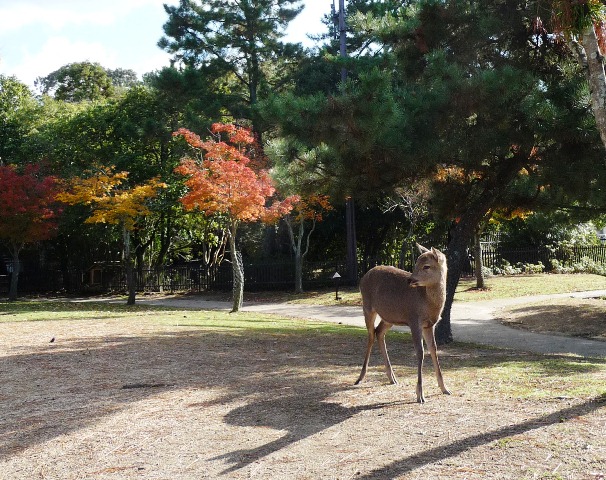 奈良公園の紅葉　鹿とナンキンハゼ_d0042474_233179.jpg