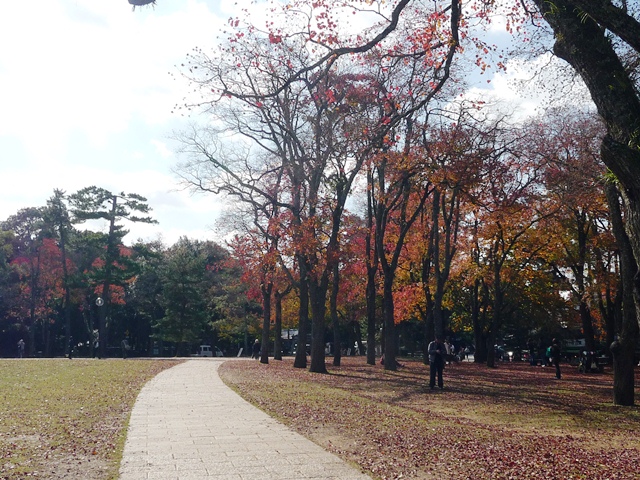 奈良公園の紅葉　鹿とナンキンハゼ_d0042474_23321165.jpg