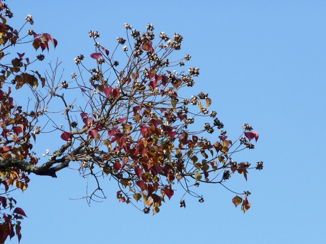 奈良公園の紅葉　鹿とナンキンハゼ_d0042474_23331961.jpg